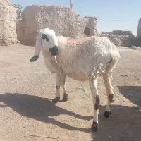 گوسفند مری ابست جملزاه