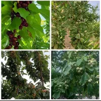فروش زمین ۳۰۰۰ متری شهرکرد .کلبی اباد .پل زمانخان|فروش زمین و ملک کلنگی|شاهین‌شهر, الهیه|دیوار