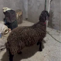 بره نر همو و هترو شیر مست ۴ تا ۷ ماهه