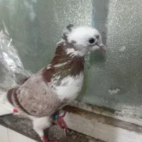 کفتر گرفتنی