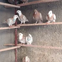 کبوتر شازده زرد