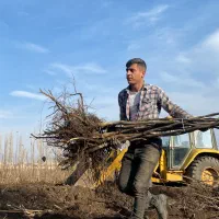 فروش عمده گردوی پیوندی چندلر و فرانکت