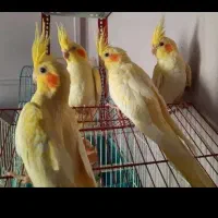 عروس هلندی لوتینو