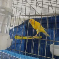 قناری طلایی ماده