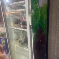 یخچال ویترینی موتور پلم|یخچال و فریزر|آزادشهر, |دیوار