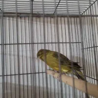 قناری رسمی
