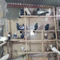 پرنده|پرنده|مبارکه, |دیوار