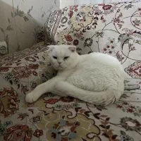 اسکاتیش فولد نر