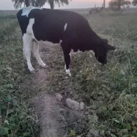 گاو المانی گوسفند گاومیش بز|حیوانات مزرعه|کرخه, |دیوار