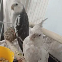 عروس هلندی نژاد وایت فیس