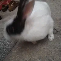 خرگوش نر تخفیف داره|موش و خرگوش|سوسنگرد, |دیوار