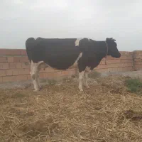 گاو هلشتیان آبستن سنگین