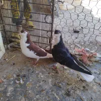 کبوتر|پرنده|کنگاور, |دیوار