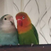 طوطی برزیلی|پرنده|تهران, سوهانک|دیوار