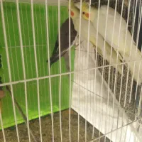 عروس هلندی مرغ عشق