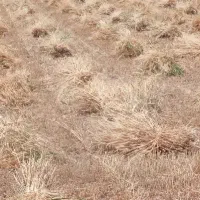 گندم کوهدشت بوجار شده