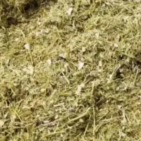 خریدار کاه لوبیا