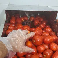 آبلیمو و آبغوره رب  گوجه گیری و سبزی خردکنی|خوردنی و آشامیدنی|اصفهان, باتون|دیوار