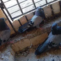 سبز بازیکن