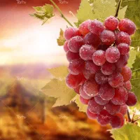 graps|خوردنی و آشامیدنی|بافت, |دیوار