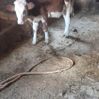 گوساله ماده