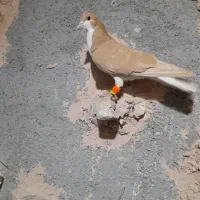 کفتر گرفنتی