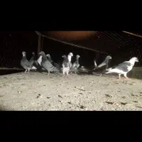 ۱۱تا کفتر فروشی|پرنده|قاسم‌آباد (خواف), |دیوار