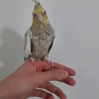 عروس هلندی مولد