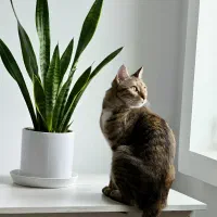 - واگذاری رایگان گربه ماده - 9 ماهه