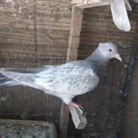 کبوتر کله و سینه|پرنده|شیراز, ارم|دیوار