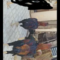 خروس لاری اصل قلم سبز فروشی جوون