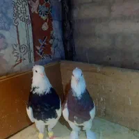 با‌عرض‌سلام‌طوقی‌نر