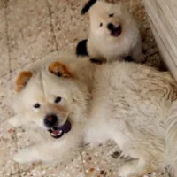 چاو چاو ماده بالغ دو ساله