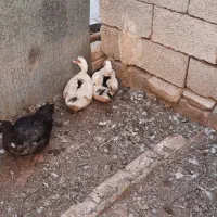 اردک اسرائیلی