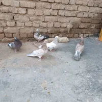 کبوتر زمینی نوکریز|پرنده|نهاوند, |دیوار