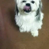 گمشده|سگ|اصفهان, اشکاوند|دیوار