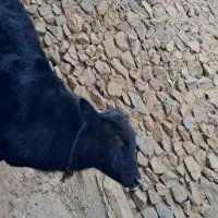 گوساله نر|حیوانات مزرعه|سارال, |دیوار