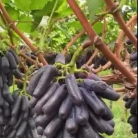 نهال انگور موندراپ|خدمات باغبانی و درختکاری|محمدیه-قزوین, |دیوار