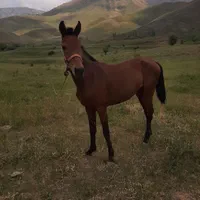 اسب