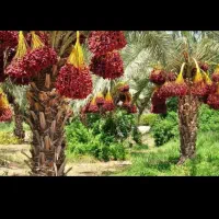 خرما خریداریم