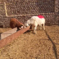 میش وبزه شیره دار