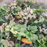 باغ در مرند|فروش زمین و ملک کلنگی|کشکسرای, |دیوار