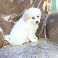 واگذاری سگ پاپی خوشگل بازی گوش|سگ|اصفهان, بهارستان|دیوار