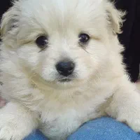 توله سگ پامر اشپیتز