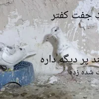 دوتا سار کرمونی|پرنده|تربت‌حیدریه, منصوریه|دیوار