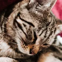 گربه پلنگی بسیار زیبا|گربه|رشت, چله خانه|دیوار