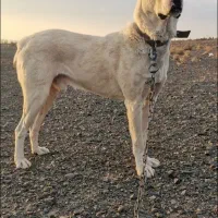 واگذاری ۲عدد سگ ضمانتی