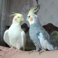 عروس هلندی