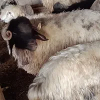 فروش قوچ هم کشتی هم داشتی