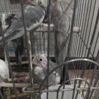 عروس هلندی|پرنده|کرج, کلاک نو|دیوار